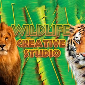 Wildlife Creative Studio (1 urządzenie / Lifetime) (Steam)